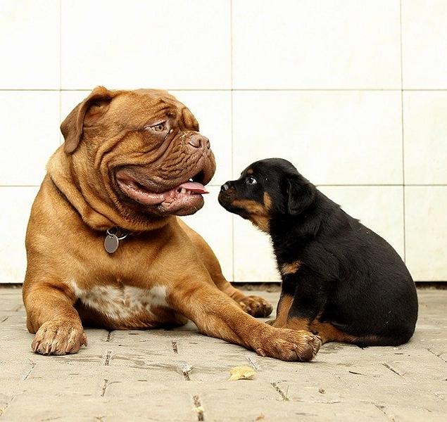 כלב קטן או כלב גדול יושבים יחדיו