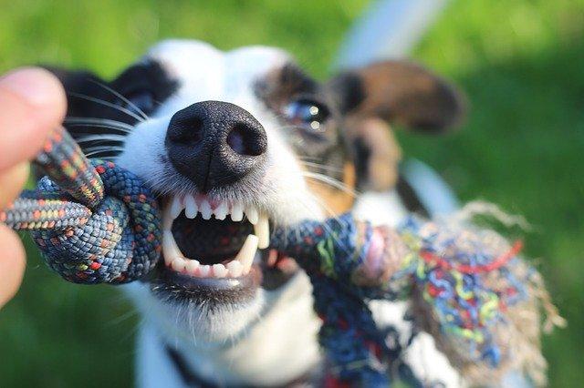 איך לאמן את הכלב שלך לשחרר חפץ - כלב מושך צעצוע