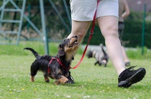 אילוף כלבים בסיסי - אילוף כלב בהליכה עם רצועה