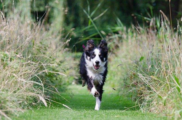 לאמן את הכלב שלך לבוא אליך - בורדר קולי רץ על הדשא