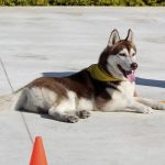 איך ללמד כלב לשכב - כלבהאסקי שוכב באימון