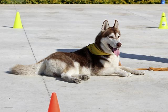 איך ללמד כלב לשכב - כלבהאסקי שוכב באימון