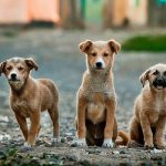 אילוף כלבים להישאר - שלושה כלבים ממתינים לפקודת הישאר