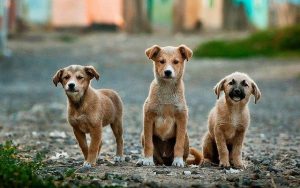 אילוף כלבים להישאר - שלושה כלבים ממתינים לפקודת הישאר