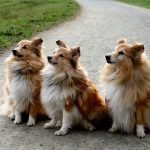 אילוף כלבים לחכות במקום - כלבים ממתינים לפקודה